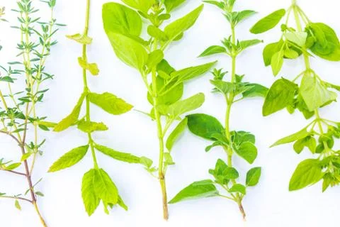Fresh herbs on white background Stock Photos
