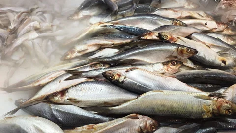 Fresh herring and smaller silver fish on crushed ice at a seafood market counter Stock-Footage 335271211