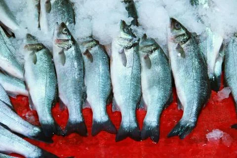 Fresh herring fish Stock Photos