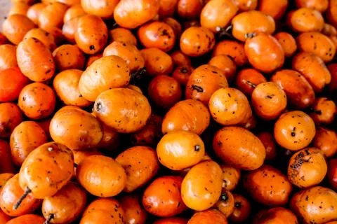 Fresh Hog plum Stock Photos