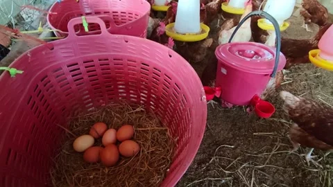 Fresh homemade chicken eggs rest in a nest made of hay Stock Footage 322720523