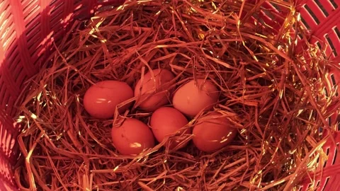 Fresh homemade chicken eggs rest in a nest made of hay Stock Footage 322720600