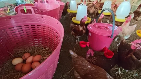 Fresh homemade chicken eggs rest in a nest made of hay Stock Footage 322720646