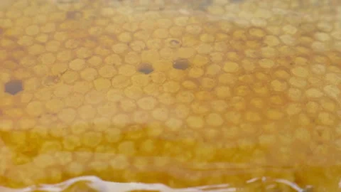 Fresh honey on the bee's hive.	 Stock Footage 239969509