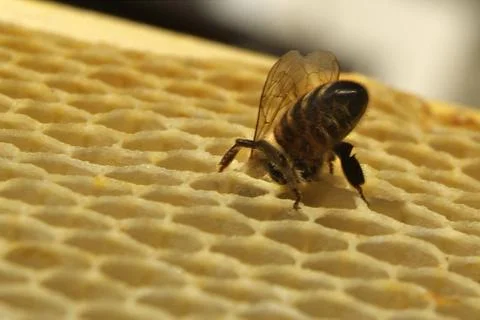 Fresh honey in comb texture Stock Photos