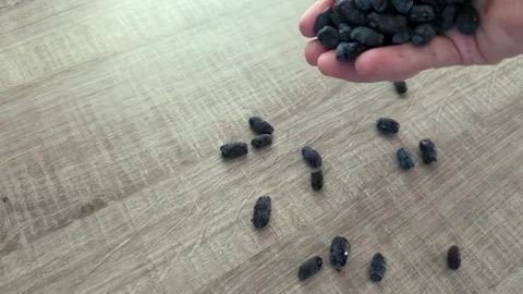 Fresh honeyberries falling from a hand onto a brown wooden table Stock Footage 337944189