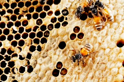 Fresh honeycomb Stock Photos