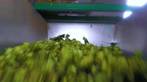 Fresh Hop Cones Moving Through Processing Line Stock Footage 346166033