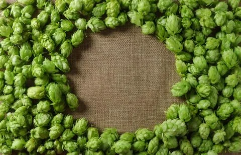 Fresh hops arranged in a circular pattern on a burlap background for brewing Stock Photos