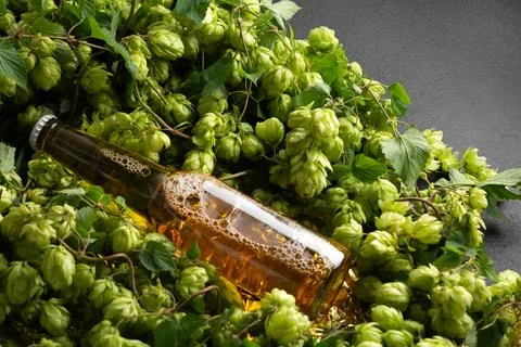 Fresh Hops Beverage Bottle Surrounded by Green Hops Cones Isolated on Dark .. Stock Photos