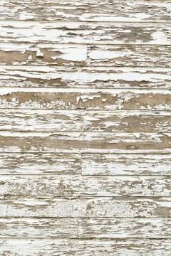 Fresh hops growing on a vine Stock Photos