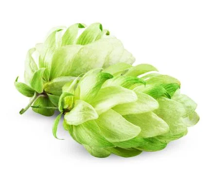 Fresh hops Stock Photos