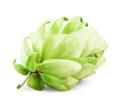Fresh hops Foto stock