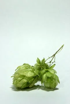 Fresh hops Stock Photos