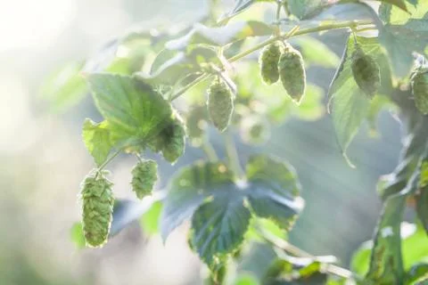 Fresh Hops In the Sun Stock Photos