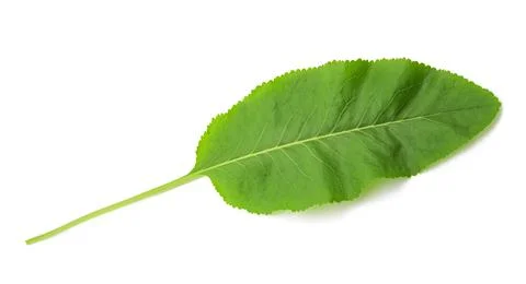Fresh  horseradish leaf Stock Photos