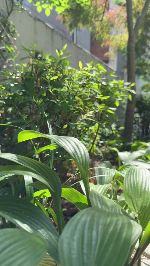Fresh Hosta Plants Moving Gently in a Sunny Garden Bed Stock Footage 340420675