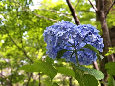 Fresh Hydrangea Stock Photos
