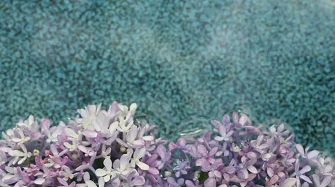 Fresh hydrangeas in water Stock Footage 39443313