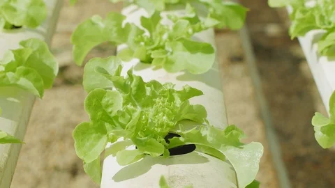 Fresh hydroponics vegetable farm Stock Footage 100422768