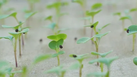 Fresh hydroponics vegetable farm Stock Footage 100422963