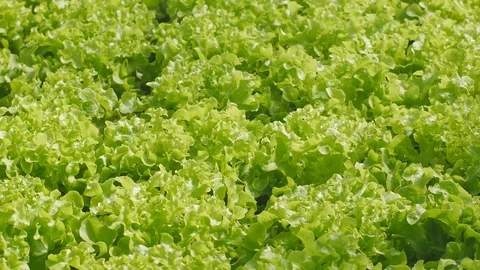 Fresh hydroponics vegetable farm Stock Footage 100424051
