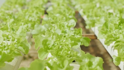 Fresh hydroponics vegetable farm Stock Footage 101630239