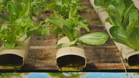 Fresh hydroponics vegetable farm Stock Footage 101630980
