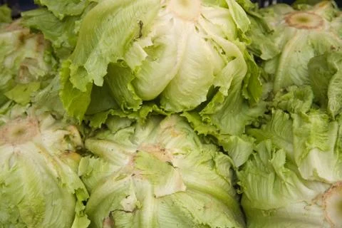 Fresh ice lettuces Stock Photos