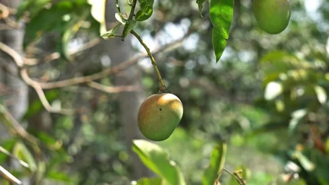 Fresh Indian Mango Fruit Hanging on Branch with Blurred Background. Stock Footage 334104239