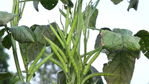 Fresh indian vegetable green cluster beans or guar beans on plant in garden Vídeos de archivo 346883045