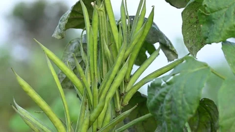 Fresh indian vegetable green cluster beans or guar beans on plant in garden Vídeos de archivo 346883101