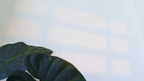 Fresh Indoor Greenery Background with Minimal Scandinavian Style Stock-Footage 340636231