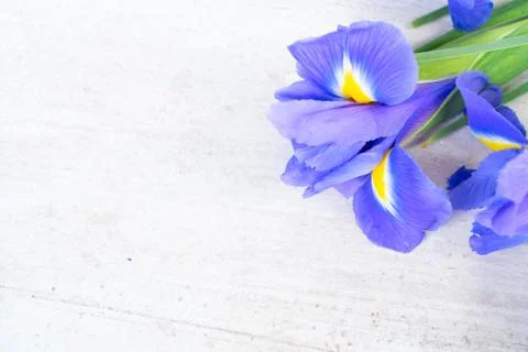 Fresh iris flowers Stock Photos