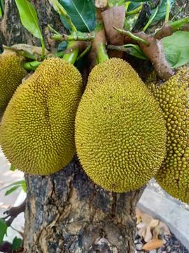 Fresh Jackfruit Cluster on Tree Close-Up Stock Photos