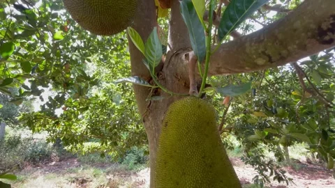 Fresh Jackfruit Growing on Tree in Natural Green Orchard Stock Footage 313353629