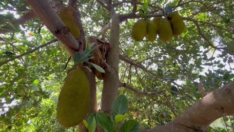 Fresh Jackfruit Growing on Tree in Natural Green Orchard Stock Footage 313353638