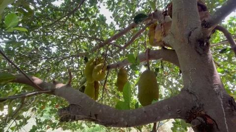 Fresh Jackfruit Growing on Tree in Natural Green Orchard Stock Footage 313353640