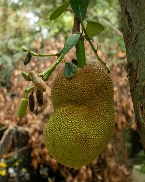 Fresh Jackfruit Growing on Tree in Tropical Garden Stock-Fotos