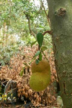 Fresh Jackfruit Growing on Tree in Tropical Garden Stock Photos