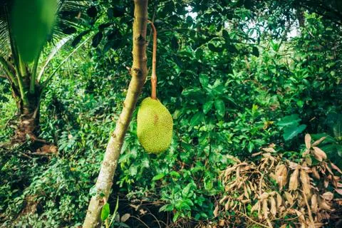Fresh Jackfruit Stock Photos