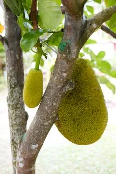 Fresh jackfruit tree and their leaf in background. young Jackfruits. In the g Stock Photos