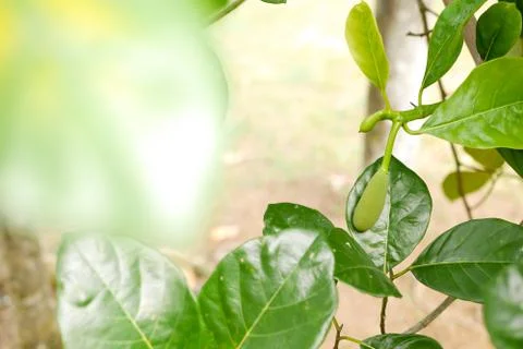 Fresh jackfruit tree and their leaf in background. young Jackfruits.In the ga Stock Photos