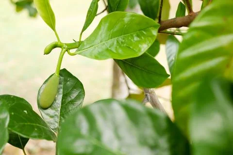 Fresh jackfruit tree and their leaf in background. young Jackfruits.In the ga Stock Photos