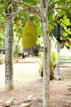 Fresh jackfruit tree and their leaf in background. young Jackfruits.In the ga Stock Photos