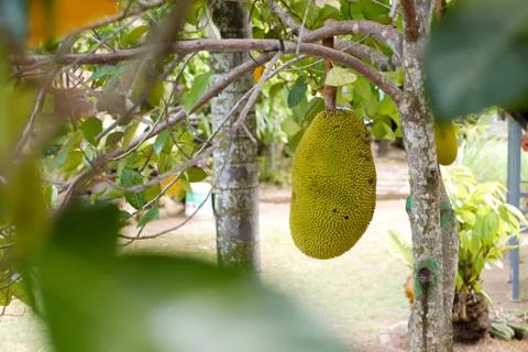 Fresh jackfruit tree and their leaf in background. young Jackfruits.In the ga Stock Photos