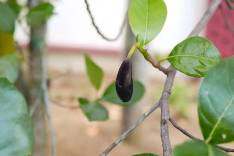 Fresh jackfruit tree and their leaf in background. dead jackfruit.In the gard Stock Photos