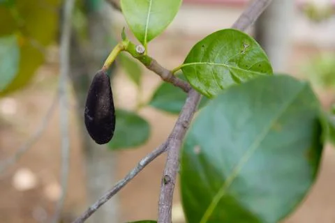 Fresh jackfruit tree and their leaf in background. dead jackfruit.In the gard Stock Photos