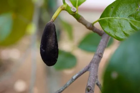 Fresh jackfruit tree and their leaf in background. dead jackfruit.In the gard Stock Photos