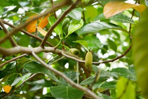 Fresh jackfruit tree and their leaf in background. young Jackfruits. In the g Stock Photos